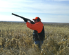 Quail Hunting Image